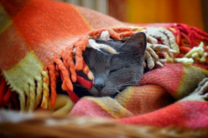 Як зігріти свій домашній тварина без опалення? Як зігріти свій домашній тварина без опалення?